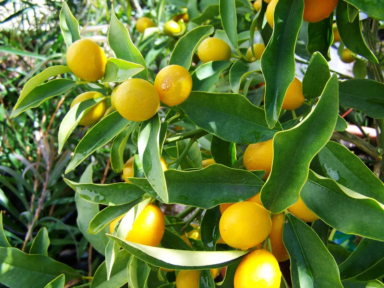 Plant Citronnier Jaune Fino Bio / Conv