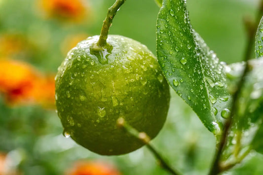 Grafted Organic Green Lemon Tree Plant / Conv