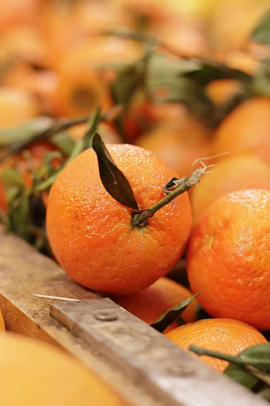 Plant Clementine Clemenluz (Andes1) Organic / Conv