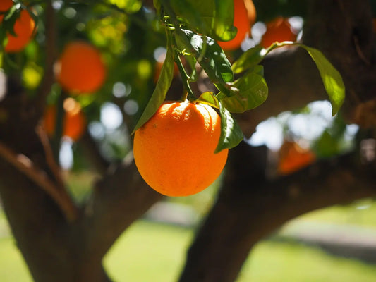 Organic Red Lina Orange Plant / Conv