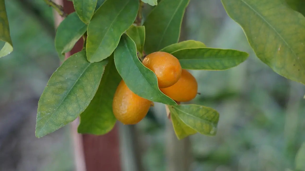 Plant greffés Kumquats Bio / Conv